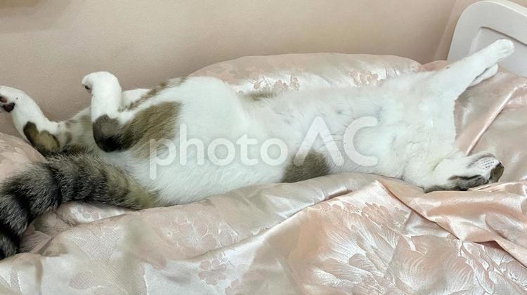 仰向けで爆睡するシャム系ミックス猫さん 猫,シャムトラ,微睡むの写真素材
