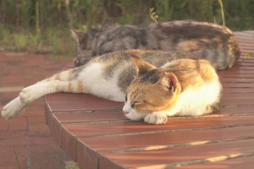 ねこ ねこ,野良,動物の写真素材
