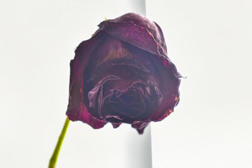 元気の無いバラの写真