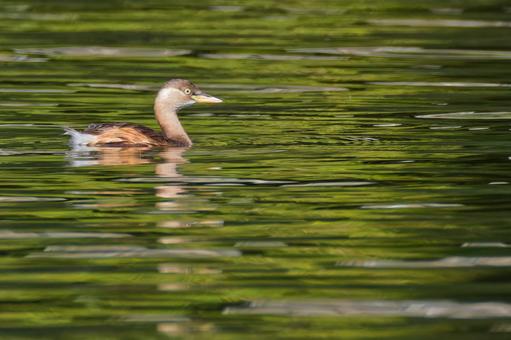 穏やかな川で泳ぐカイツブリ カイツブリ,水鳥,水辺の鳥の写真素材