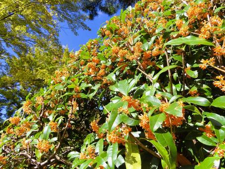 キンモクセイ キンモクセイ,花,秋の写真素材