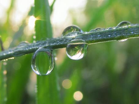 水滴と朝の光の風景 水滴と朝の光の風景の写真