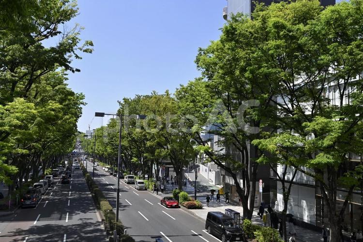 青空とけやき並木 けやき並木,晴れ,木の写真素材