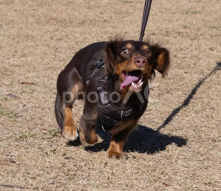 全力疾走するダックスフンドの笑顔 犬,ダックスフンド,走るの写真素材