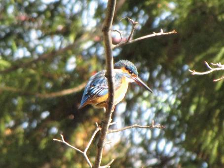 A kingfisher perched on a branch by a suburban pond, JPG A kingfisher perched on a branch by a suburban pond, JPG