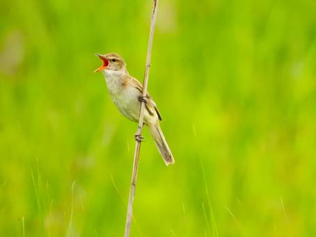 葦に捕まってさえずるオオヨシキリ オオヨシキリ,野鳥,動物の写真素材