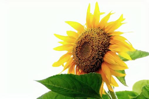 大きなひまわりの花 大きなひまわりの花,植物,ひまわりの写真素材