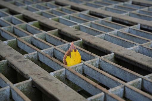 はまった落葉 落葉,枯葉,グレーチングの写真素材