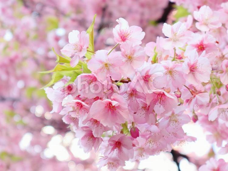 春の風景　満開の河津桜のアップ 桜,河津桜,春の写真素材