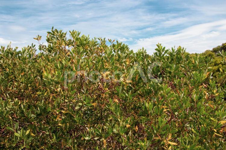 夏の空と緑色の植物 緑,自然,夏の写真素材