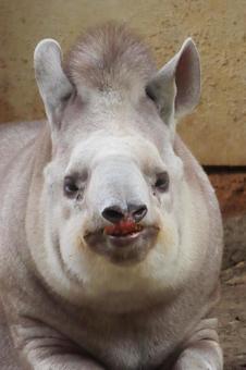 かわいいアメリカバク かわいいアメリカバクの写真