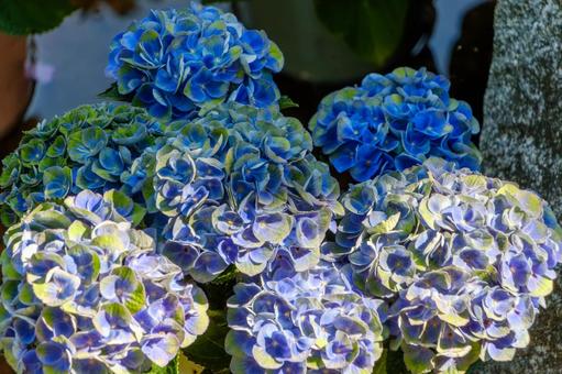 鮮やかな青に染まる紫陽花の花房 鮮やかな青に染まる紫陽花の花房の写真