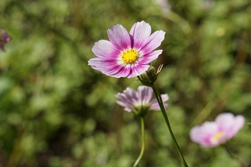 Cosmos Happy Ring, JPG