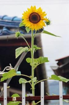 憧れ 憧れの写真