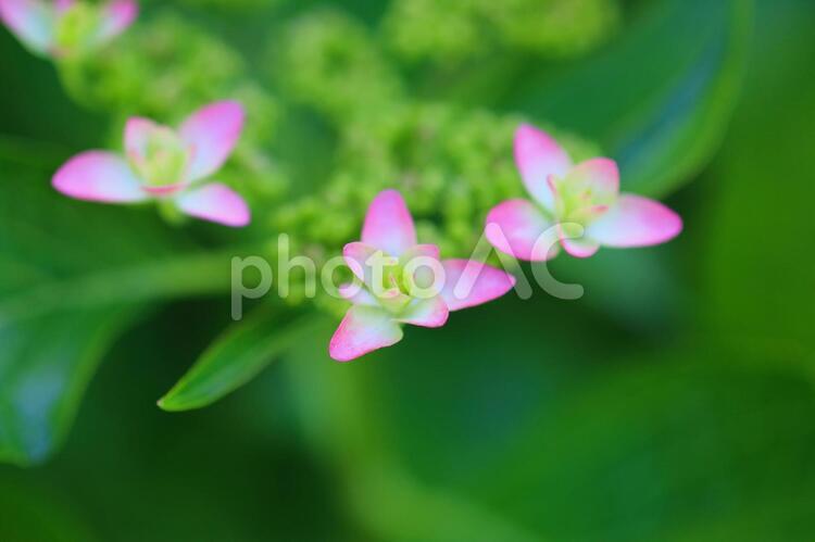 アジサイ　ピンクの花 あじさい,紫陽花,アジサイの写真素材