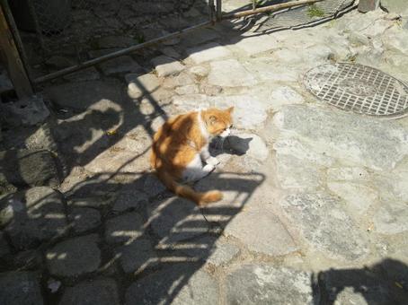 cat, JPG