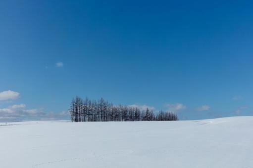 晴れわたる冬の丘と林 晴れわたる冬の丘と林 林,雪原,青空の写真素材