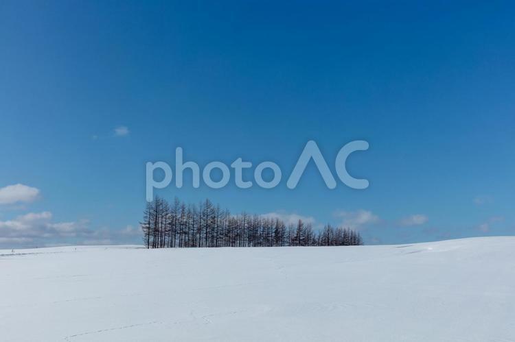 晴れわたる冬の丘と林 林,雪原,青空の写真素材