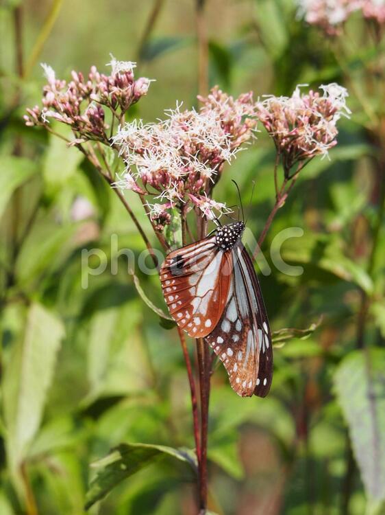 フジバカマの花蜜を吸うアサギマダラ アサギマダラ,浅葱斑,蝶の写真素材