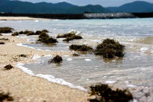 <素材>秋の海岸に流れ着いたホンダワラ <素材>秋の海岸に流れ着いたホンダワラの写真