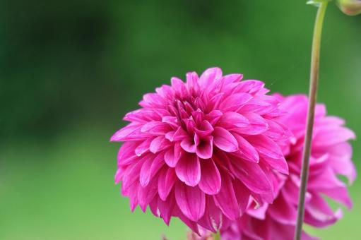 ピンクの花びらののダリヤの花のアップ ピンクの花びらののダリヤの花のアップの写真