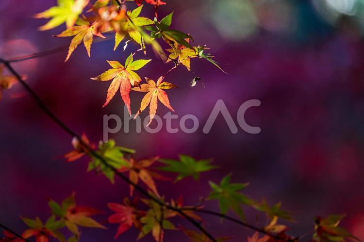 京都　-　【鍬山神社の紅葉】 京都,鍬山神社,紅葉の写真素材