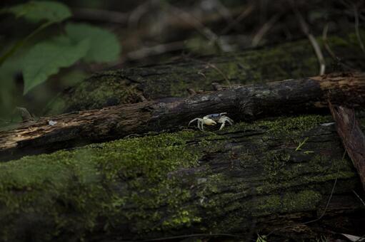 苔むした倒木にいたサワガニ サワガニ,夏,山の写真素材