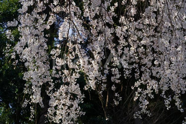 春爛漫、雲松院の枝垂れ桜 さくら,自然,風景の写真素材