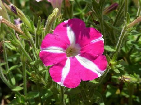 開花したピンク地に白ラインのペチュニア 開花したピンク地に白ラインのペチュニア ペチュニア,花,植物の写真素材
