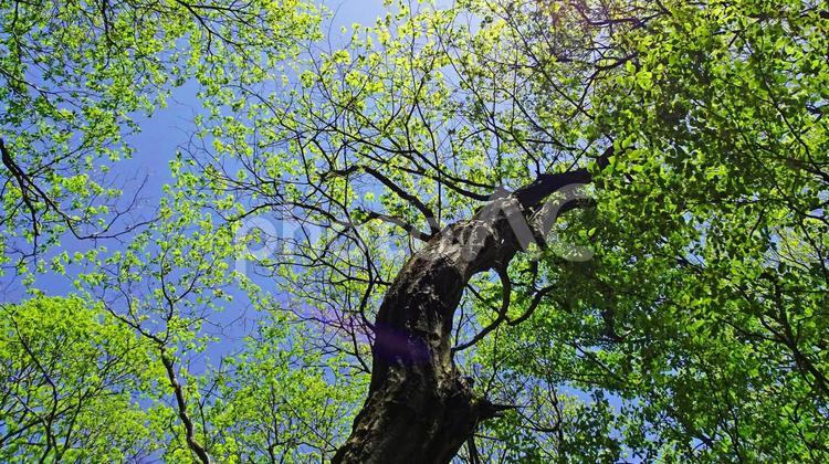 樹木と空 新緑,木漏れ日,青空の写真素材