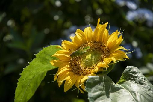 向日葵と紫陽花 向日葵と紫陽花の写真