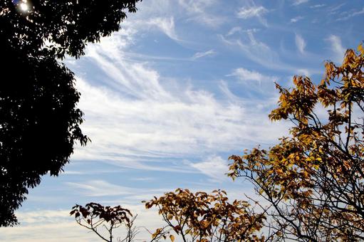 秋の梅林公園（神戸岡本）3の写真