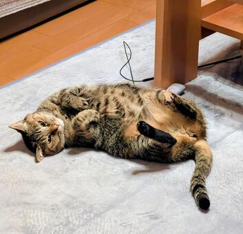 まったりニャンコ ねこ,ネコ,動物の写真素材