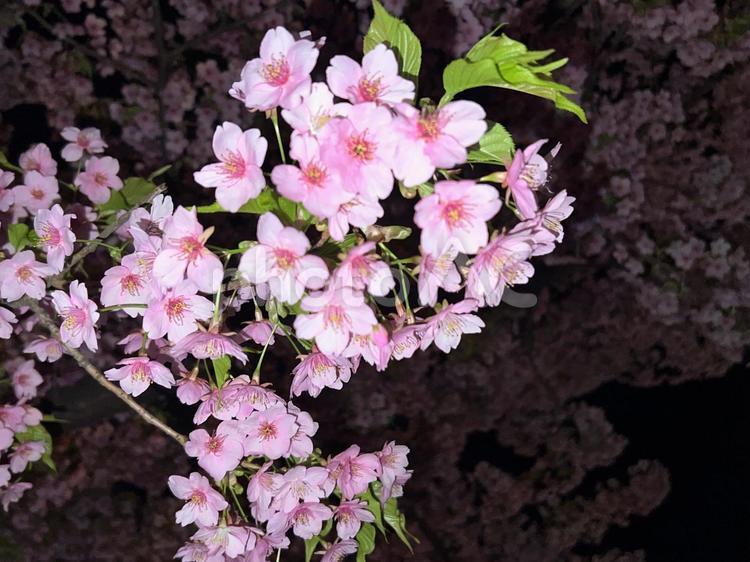 春宵に舞うさくらの彩り 夜桜,桜,春の写真素材