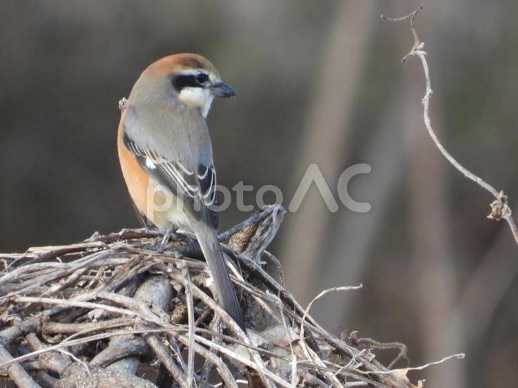 近所の小川で撮ったモズ 野鳥,鳥,小鳥の写真素材