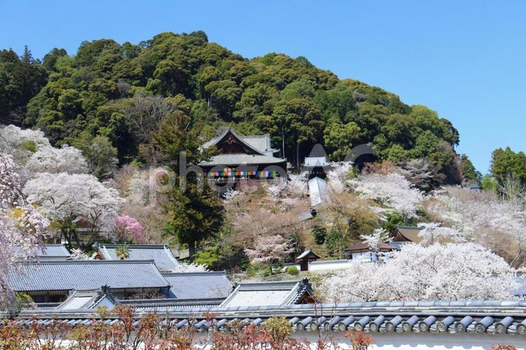 桜が満開の奈良長谷寺 長谷寺,奈良県,桜の写真素材