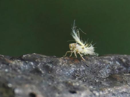 アミガサハゴロモ アミガサハゴロモの写真