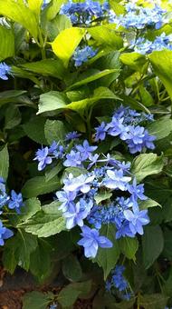 紫陽花 紫陽花の写真