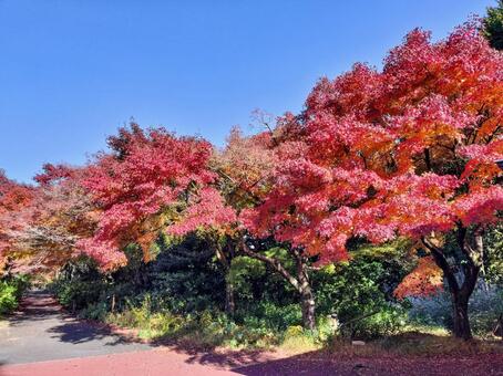 紅葉のもみじ林　伊豆の修善寺虹の郷にて 紅葉,モミジ,紅葉狩りの写真素材