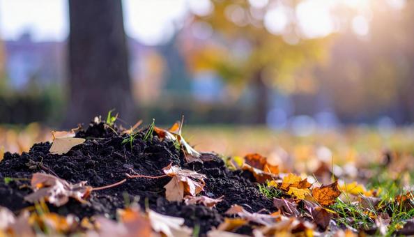 光輝く落葉した紅葉の道 光輝く落葉した紅葉の道の写真