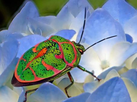 アカスジキンカメムシ アカスジキンカメムシ,紫陽花,カメムシの写真素材