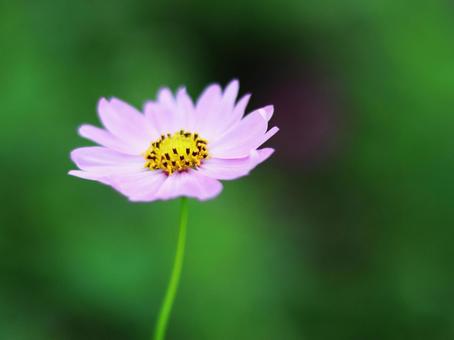 美しい緑の背景とコスモス 美しい緑の背景とコスモス コスモス,秋,花の写真素材