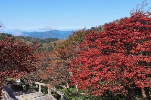 大台ヶ原の紅葉 10月,秋,山歩きの写真素材