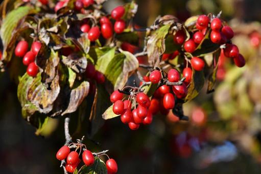 サンシュユの実 サンシュユの実,赤い実,木の実の写真素材
