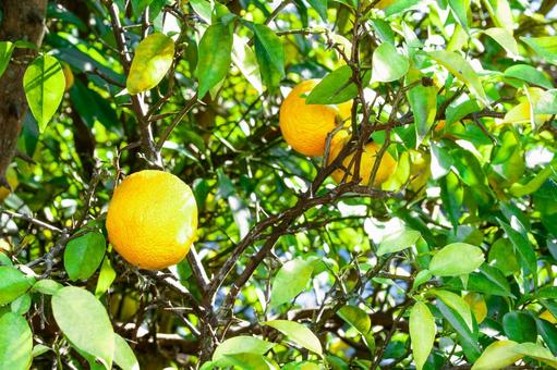実った柑橘 みかん,柑橘,オレンジの写真素材