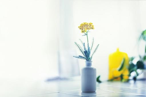 Photo, flower, window, a window, 