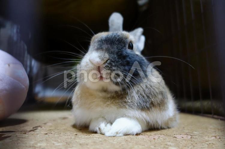 うさぎの正面 うさぎ,ウサギ,ペットの写真素材