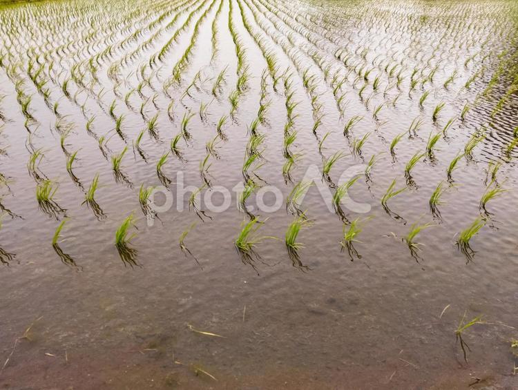 強風に耐える稲 田んぼ,稲作,農業の写真素材