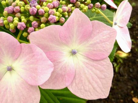 花壇のガクアジサイ、装飾花のアップ 花壇のガクアジサイ、装飾花のアップの写真