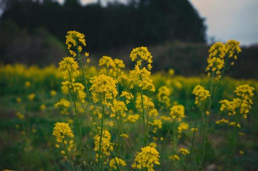 菜の花 菜の花 菜の花,黄色,緑の写真素材